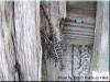 Chesser Island: Lizard on Gate