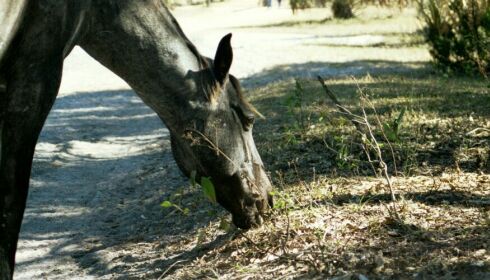 Horse Eating