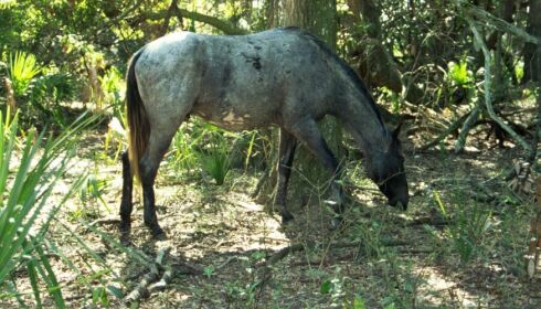 Horse Grazing In Brush