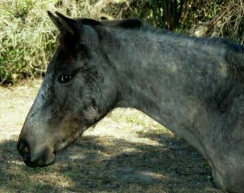 Close Up of Horse Head