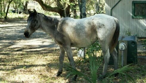 Horse at Building