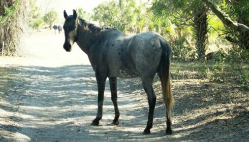 Horse In the Road