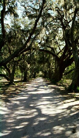 Oak Lined Lane