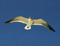 Cumberland Sound Seagull