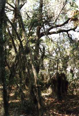 Old Palm Tree