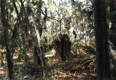 Old Palm Tree