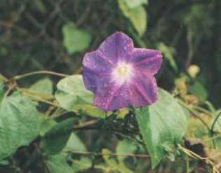 Morning Glory from Fleming House