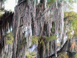 Spanish Moss