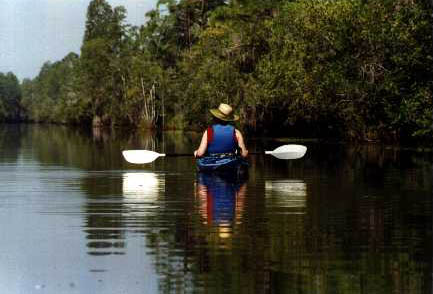 Okefenokee: Tara Kayaking in Suwanee Canal