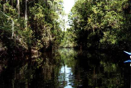 Okefenokee: Suwanee Canal