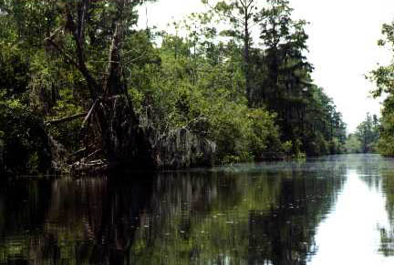 Okefenokee: Suwanee Canal