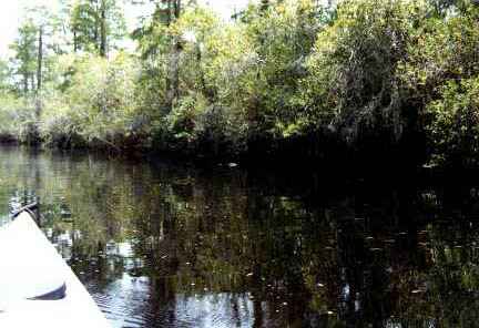 Okefenokee: Suwanee Canal