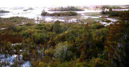 Okefenokee: Prairies