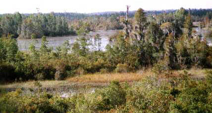 Okefenokee: Prairies