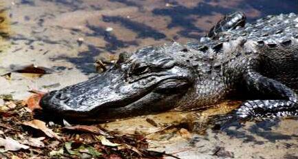 Okefenokee: Cool Gator Photo