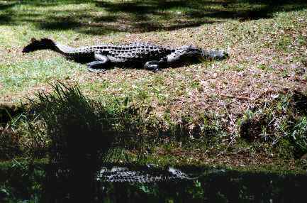 Okefenokee: Gator