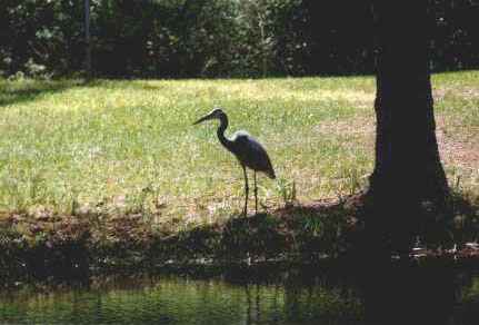 Okefenokee: Bird at Suwanee Canal