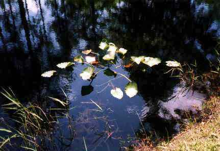 Okefenokee: Water Plants