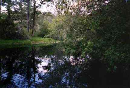 Okefenokee: Suwanee Canal