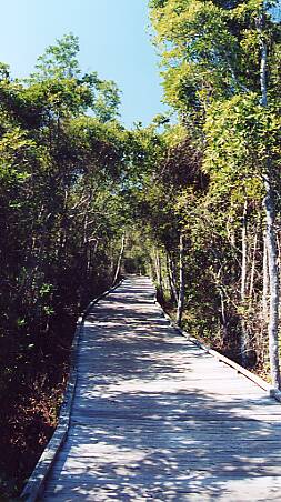 Okefenokee: Boardwalk thru Swamp