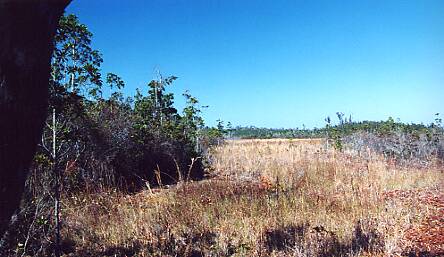 Okefenokee Waters