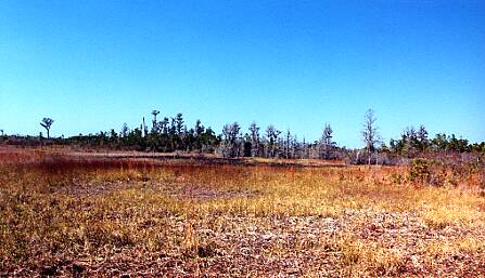 Okefenokee Waters