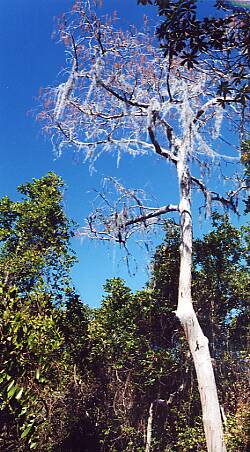 Okefenokee: Muck