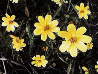 Okefenokee: Yellow Flowers