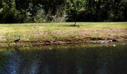 Okefenokee: Bird and Gator