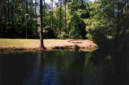 Okefenokee: Gator at Suwanee Canal