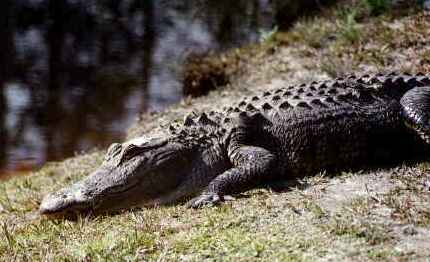 Okefenokee: Happy Gator