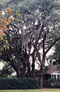 Spanish Moss in Oak Trees